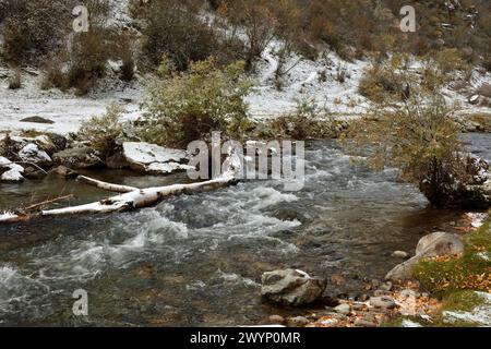 A small stormy speech flows down from the mountains in the banks overgrown with shrubs, powdered with the first snow. Sema river, Altai, Siberia, Russ Stock Photo