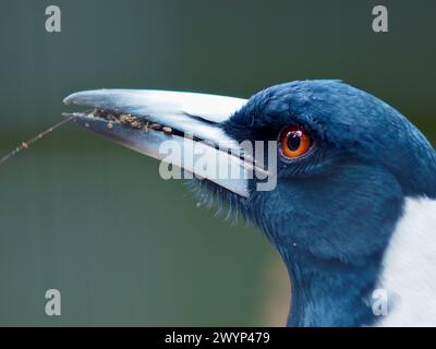 A closeup portrait of a elegant handsome male Australian Magpie in natural beauty. Stock Photo