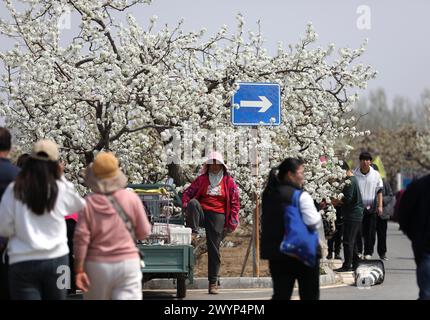 **CHINESE MAINLAND, HONG KONG, MACAU AND TAIWAN OUT** Blooming pear blossoms attract tourists in Beijing, China, 5 April, 2024. Stock Photo
