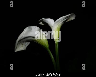 Arum Lily (Zantedeschia aethiopica) close-up Stock Photo