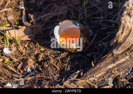 Broken bird egg on the ground Stock Photo