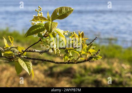 Blooming Bird cherry flowers by a lake at spring Stock Photo