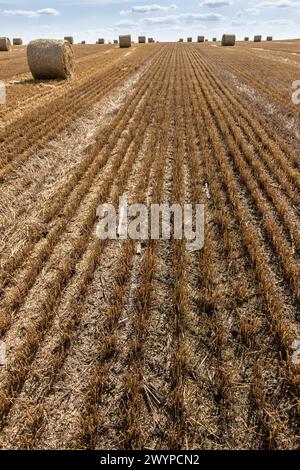 agricultural field with prickly straw from wheat, the grain from which was collected for food, wheat field on a Sunny summer day, sky Stock Photo