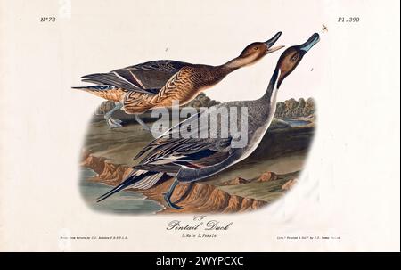 Old engraved illustration of Pintail duck (Anas acuta). By J.J. Audubon: Birds of America, Philadelphia, 1840 Stock Photo