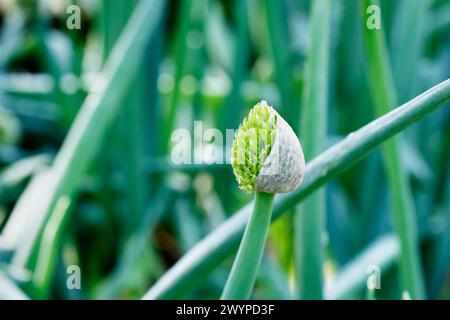 Perennial plant of allium fistulosum commonly called bunching onion or Welsh onion , culinary ingredient Stock Photo