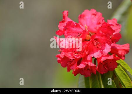 Rhododendron flower blooming in the wild Stock Photo