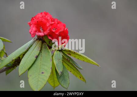 Rhododendron flower blooming in the wild Stock Photo