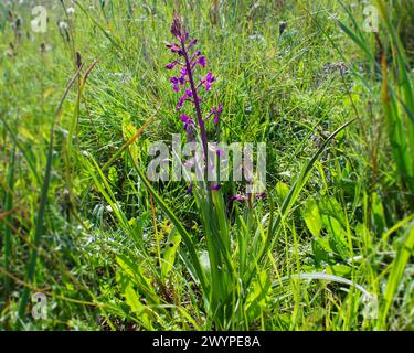 Loose-flowered orchid (Anacamptis laxiflora) in natural habitat, Cyprus Stock Photo