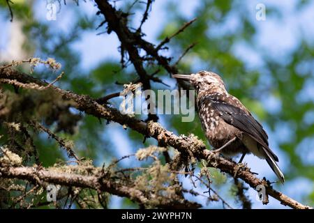 Spotted nutcracker sitting on a tree branch Stock Photo