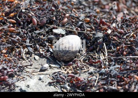 A wild bird egg lies among dry seaweed on the seashore Stock Photo
