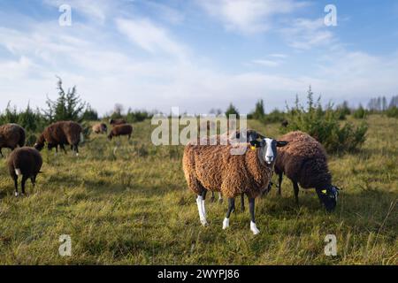 Brown Zwartbles sheep with four white socks, white tips of tails, white markings on faces.Zwartbles sheep are a rare breed originating in Holland, bro Stock Photo