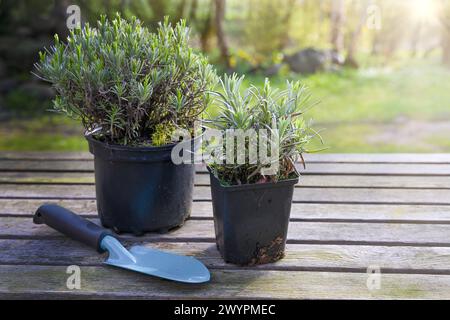 Two potted lavender plants (Lavandula angustifolia) and a shovel on a rustic wooden table in the evening sun in the garden, ornamental, aromatic herbs Stock Photo