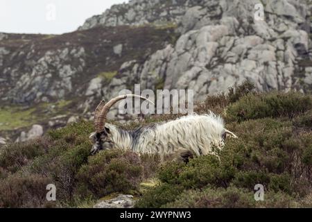Mountain goats, on the slopes of Snowdonia, north Wales. The goat has large, curved horns Stock Photo