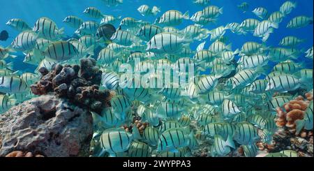 Shoal of fish convict surgeonfish on a reef underwater in the Pacific ocean, natural scene, French Polynesia Stock Photo