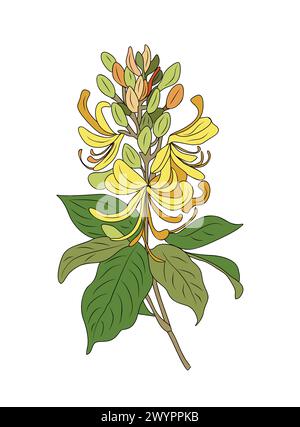 Honeysuckle, June Birth month flowers vector set. Stock Vector