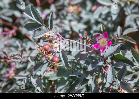 Rosa glauca / Rosa glauca Pourr. in flower with rose hips developing Stock Photo