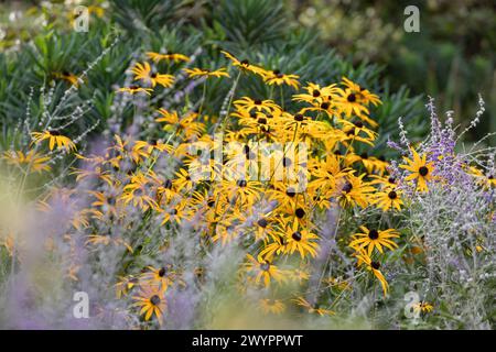 Rudbeckia fulgida var. deamii (Deam's coneflower / black-eyed-Susan) in an herbaceous border with purple and silver planting (Perovskia 'Blue Spire') Stock Photo