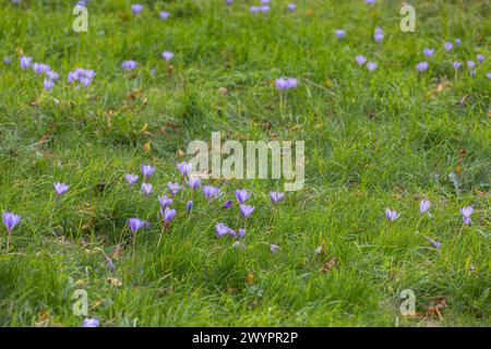 Naturalised Crocus / crocuses flowering in grass / lawn, autumn / fall Stock Photo