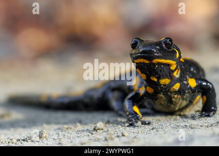 Fire salamander, salamandra salamandra.Patterned toxic animal with yellow spots and stripes in natural habitat. Stock Photo