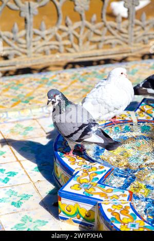 Pigeons at a fountain in Parque de María Luisa, Seville, Andalusia, Spain Stock Photo