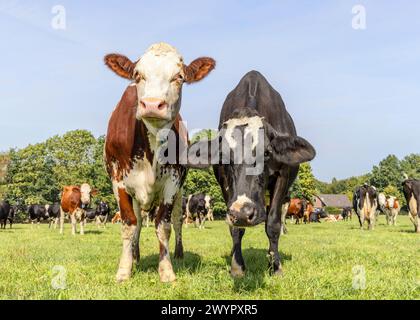 Two cows in a field, bicolored red and black with white, front view standing, full length milk cattle, a herd in the background and a blue sky Stock Photo