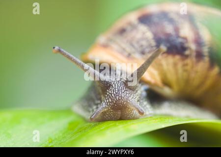 Close-up of a Brown Garden Snail Head on a leaf Stock Photo