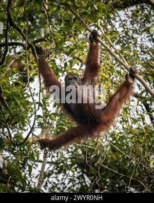 Orangutan at Semenggoh Wildlife Rehabilitation Center, Sarawak, Borneo, Malaysia, Asia Stock Photo