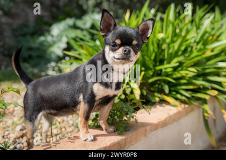 Black Tan Chihuahua looking at the camera in the garden Stock Photo