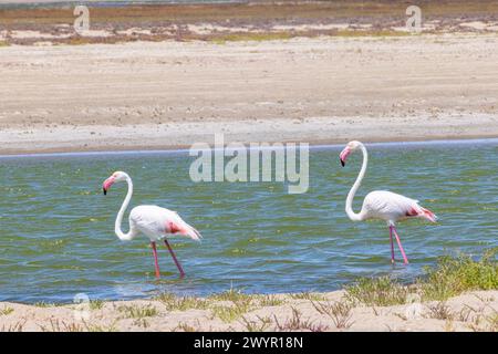 Picture of two flamingos on a sandy beach near Walvis Bay in Namibia during the day Stock Photo