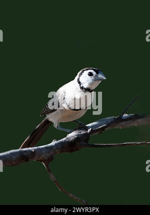 Double-barred Finch (Taeniopygia bichenovii) perched on a branch,  Lorella Springs Wilderness Park, Northern Territory, NT, Australia Stock Photo