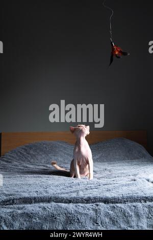Small Devon Rex plaing with the feathers Stock Photo
