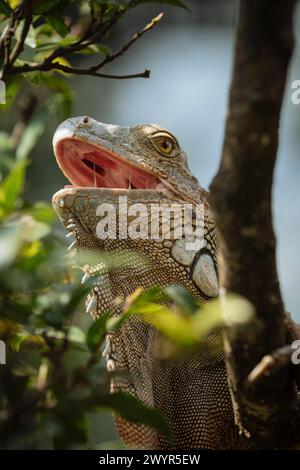 Green Iguana (Iguana iguana), Alajuela Province, Costa Rica, Central America Stock Photo