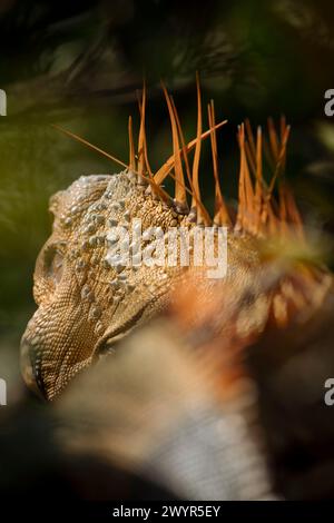 Green Iguana (Iguana iguana), Alajuela Province, Costa Rica, Central America Stock Photo