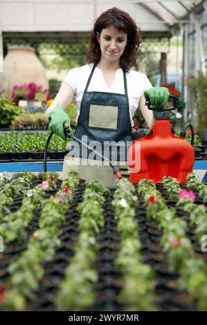 Irrigation and fertilizer with sprayer in greenhouse. Flowers: garden balsam and geraniums. Garden Center. Stock Photo