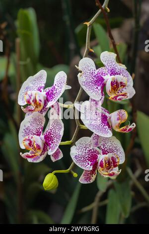 Closeup view of colorful purple pink speckled white flowers of phalaenopsis orchid hybrid aka moth orchid blooming outdoors in tropical garden Stock Photo