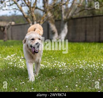My 9 month old golden Dexter in full youth and happiness playing endlessly! Stock Photo