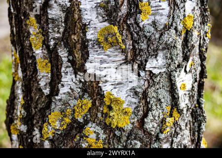 texture of the bark of an old birch tree with moss Stock Photo