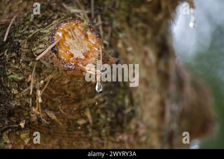 Close up of a tree trunk, highlighting a cut in the bark from which multiple drops of a resin are visible Stock Photo
