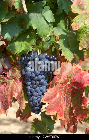 Vineyards, Tempranillo, near Laguardia, Rioja Alavesa, Araba, Basque ...