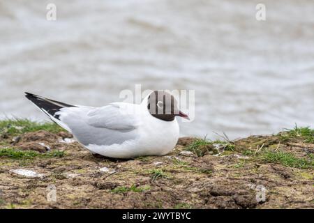 Black-headed gull (Chroicocephalus ridibundus) in breeding plumage during spring, England, UK Stock Photo