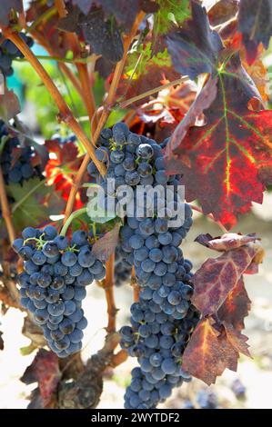 Vineyards, Tempranillo, near Laguardia, Rioja Alavesa, Araba, Basque ...