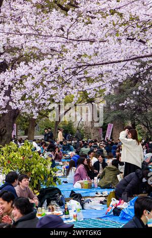 TOKYO, JAPAN - APRIL 06 2024: Crowds of people celebrating Hanami ...