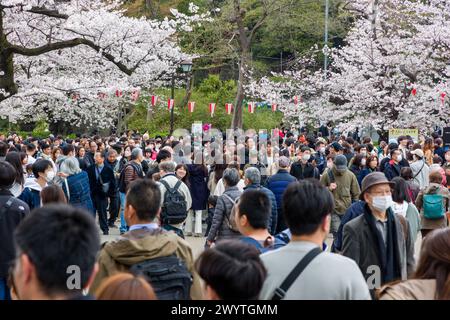 TOKYO, JAPAN - APRIL 06 2024: Crowds of people celebrating Hanami ...