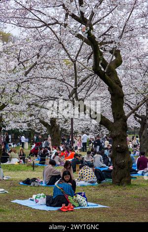 TOKYO, JAPAN - APRIL 06 2024: Huge crowds of people celebrating Hanami (Cherry Blossom bloom) in Yoyogi Park, Tokyo. Stock Photo