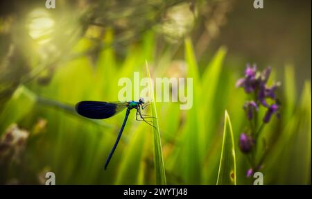 Pretty blue dragonfly sitting on a leaf of grass Stock Photo - Alamy