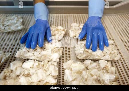 Manipulation of salt cod with cold water before freezing, refrigerated ...