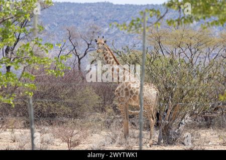 Picture of a giraffe in the Namibian savannah during the day in summer Stock Photo