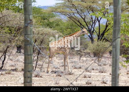 Picture of a giraffe in the Namibian savannah during the day in summer Stock Photo