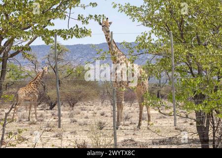 Picture of a giraffe in the Namibian savannah during the day in summer Stock Photo