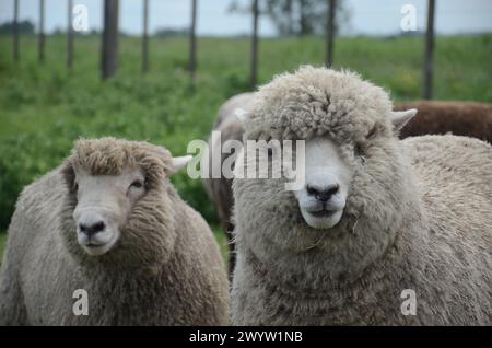 A group of sheep are standing in a field with a fence in the background. The sheep are of different colors and sizes, and some are laying down. The sc Stock Photo